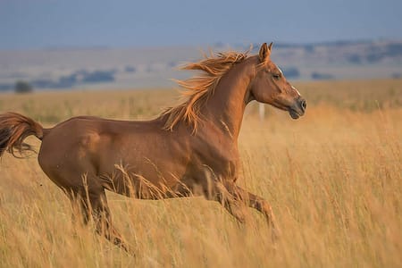 Chamados para correr com cavalos Cavalo correndo (Sarah Olive)