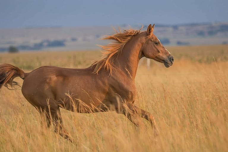 Chamados para correr com cavalos Cavalo correndo (Sarah Olive)
